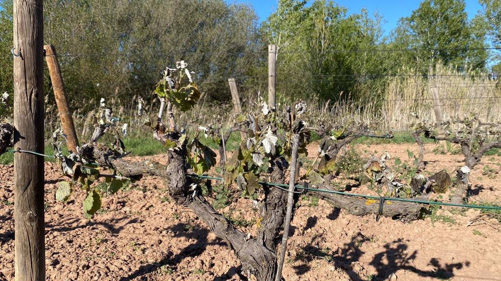 Les pedregades del dimarts 23 van afectar la vinya a Carme (Anoia) . Unió de Pagesos