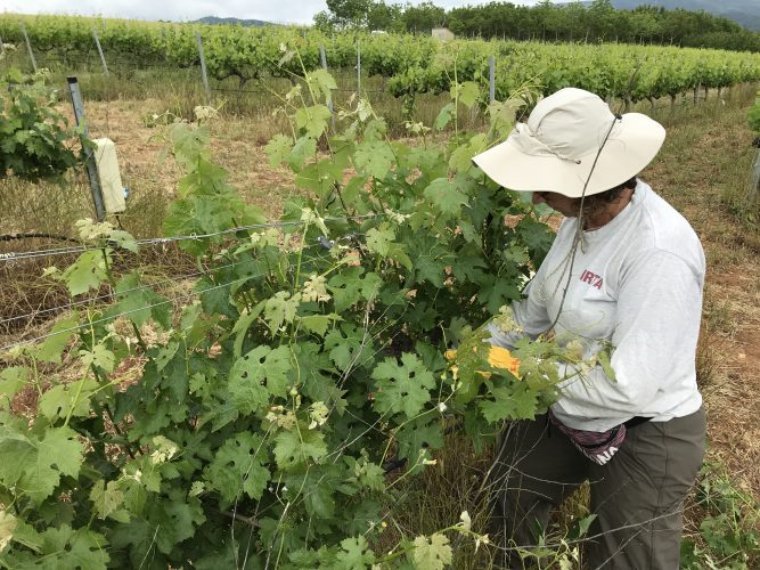 L'IRTA promou la recerca en el sector vitivinícola per afrontar els reptes del canvi climàtic . IRTA