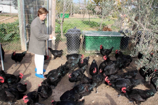 La portaveu de l'Associació de Criadors de Gallina de Raça Penedesenca, Maria Antonia Udina, alimentant els seus galls negres del Penedès  