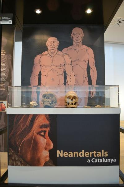 Exposició sobre els neandertals a Catalunya al Museu Deu  