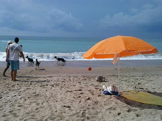 Eix. Gossos a la platja de Sant Gervasi