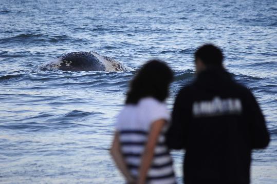 Carles Castro. Apareix una balena morta a la costa de Cubelles