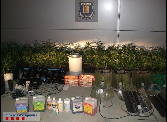 Mossos d'Esquadra. Els Mossos dEsquadra detenen dos homes per cultivar 161 plantes de marihuana a Torrelavit