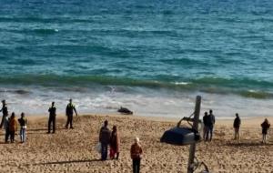 Apareix un dofí mort a la platja de Calafell aquest dissabte a la tarda. Ajuntament de Calafell