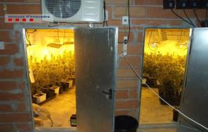 Detingut per cultivar marihuana amagada al soterrani de casa seva a la que s'accedia pel rerefons d’un armari. Mossos d'Esquadra