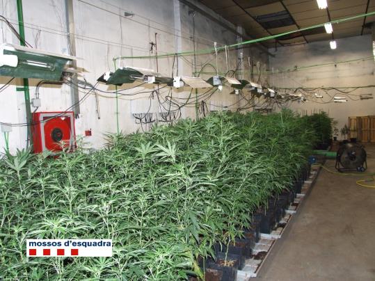 Imatge d'una plantació de marihuana dins d'una nau industrial. Mossos d'Esquadra