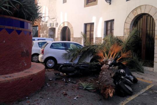 La copa de la palmera de la plaça de l'Ajuntament de Sitges, caiguda a terra, l'11 de gener de 2016. Ajuntament de Sitges