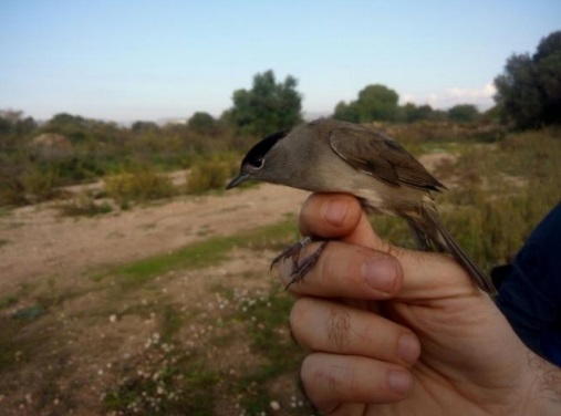 L’anellament d'ocells posa de relleu la importància ornitològica de les Madrigueres. Geven