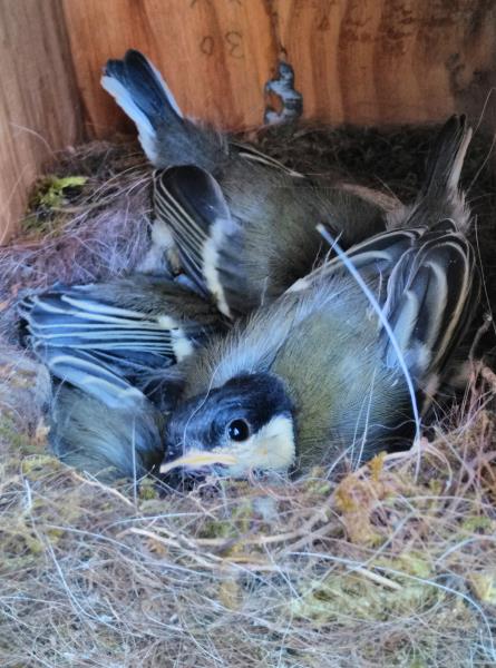 Les caixes niu dels parcs del Garraf i Olèrdola afavoreixen la reproducció d'ocells insectívors. Diputació de Barcelona