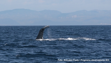 Sorpresa per l'albirament d'una balena iubarta a la costa tarragonina. IEO