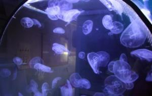 Un grup de meduses de l'espècie 'Aurelia Aurita'. ACN
