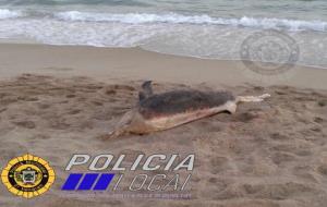 Arriba un dofí mort a la platja del Vendrell. Policia local del Vendrel