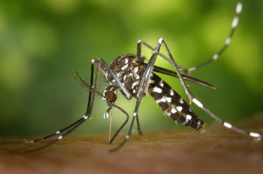 Exemplar de mosquit Aedes aegypti, transmissor del virus Zika. ACN