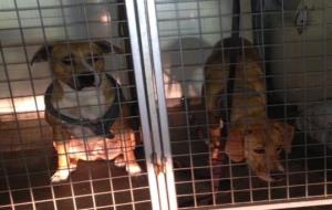 La policia local de Vilanova ha recollit aquesta setmana dos gossos abandonats i sense xip. Policia local de Vilanova