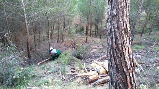 La regidoria de Medi Ambient i els ADF Sant Sadurní fan treballs forestals a Can Mas de la Riera. ADF Sant Sadurní
