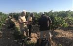 La verema 2017 veu collir el raïm del segon Vi de Finca de la DO Penedès al celler Gramona. DO Penedès