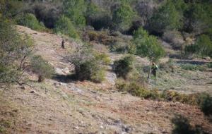 Neteja de boscos als Colls i Miralpeix per prevenir els incendis i conservar l'entorn. Míriam de Lamo