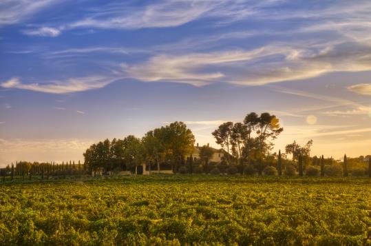 Torres, escollida la marca de vins més admirada del món pels professionals del sector. EIX
