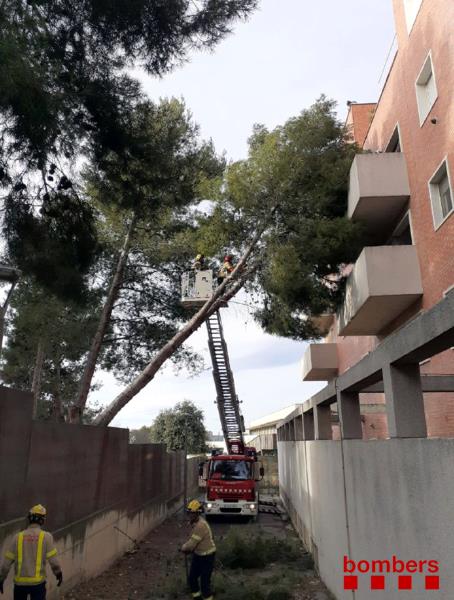 Cau un pi de grans dimensions sobre la façana d'un institut a Vilafranca del Penedès. Bombers