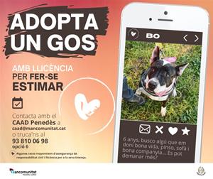 El Centre d’Acollida d’Animals Domèstics (CAAD Penedès) impulsa una nova campanya per fomentar l’adopció gossos i gosses de races qualificades com a p
