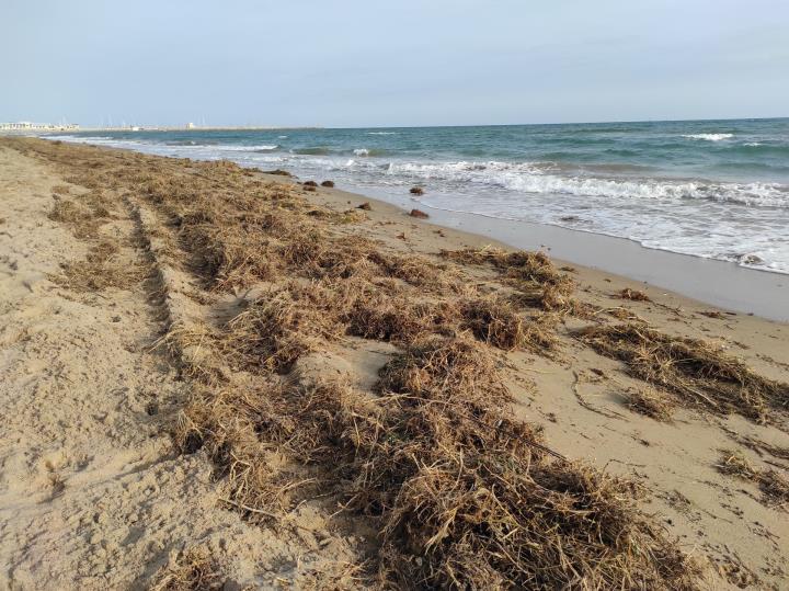 Nous treballs a Calafell per pal·liar la pèrdua de sorra als punts més afectats de les platges. Ajuntament de Calafell