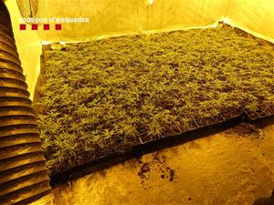 Cinc detinguts per cultivar més de 1.500 plantes de marihuana en dues cases del Vendrell i Albinyana. Mossos d'Esquadra