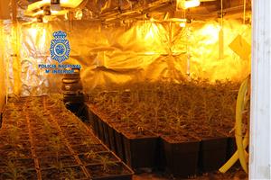 Detenen el responsable d'un pis on s'hi cultivaven 500 plantes de marihuana a Vilafranca del Penedès. ACN