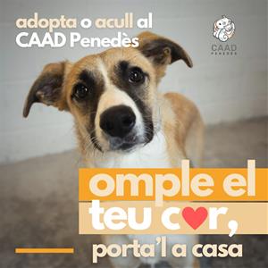 El CAAD Penedès presenta una nova campanya per demanar l’adopció o acollida d’animals del centre. CAAD Penedès
