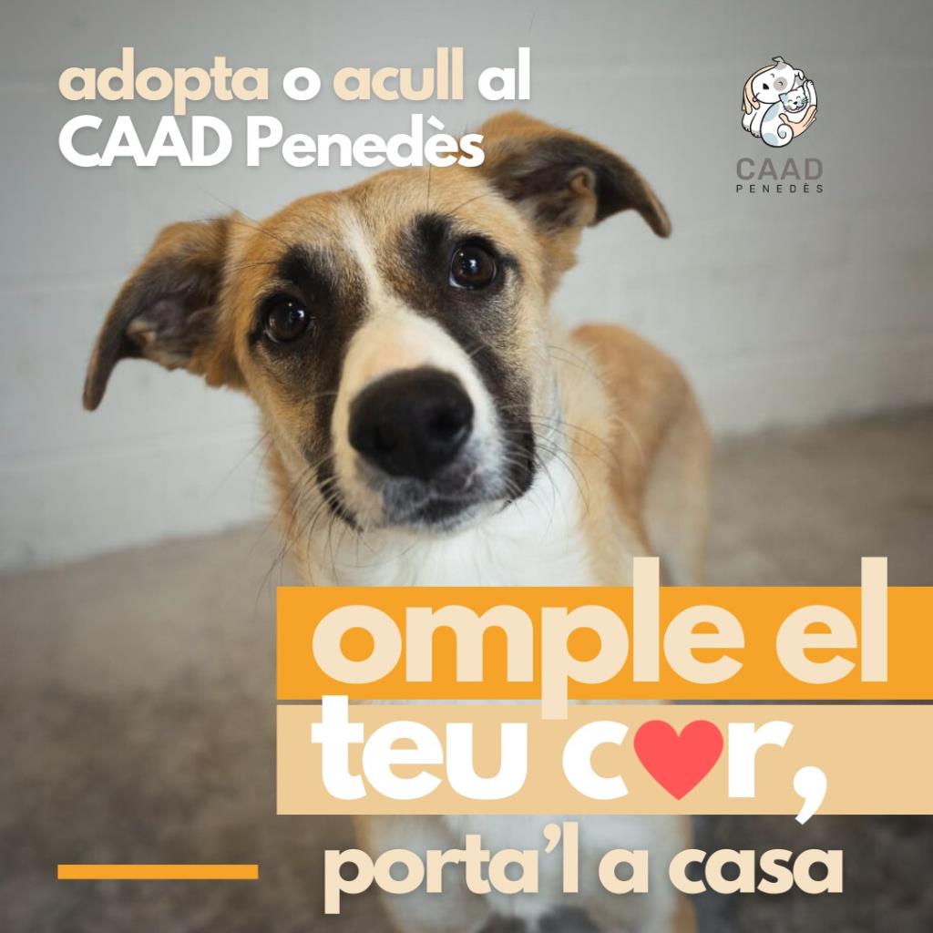 El CAAD Penedès presenta una nova campanya per demanar l’adopció o acollida d’animals del centre. CAAD Penedès