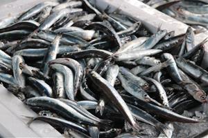 Els pescadors, obligats a fer la veda de sardina perquè l'Estat no ha publicat el canvi que l'ajornava al BOE. ACN
