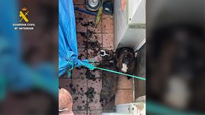 La Guàrdia Civil rescata dos gossos que es trobaven en males condicions a un pati de Santa Margarida de Montbui. Guàrdia Civil
