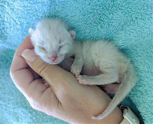El CAAD Penedès busca voluntariat per cuidar gatets acabats de néixer. Mancomunitat