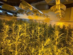 Els Mossos investiguen la implicació de policies en plantacions de marihuana al Penedès. ACN