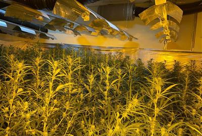 Els Mossos investiguen la implicació de policies en plantacions de marihuana al Penedès. ACN