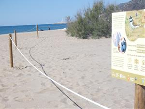 La platja de Les Botigues de Sitges torna a ser un espai protegit de nidificació del corriol petit. Ajuntament de Sitges