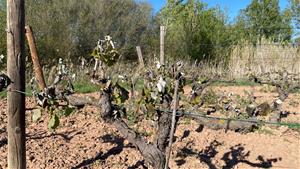 Les pedregades del dimarts 23 van afectar la vinya a Carme (Anoia) . Unió de Pagesos