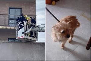 Rescaten un gos i un gat que es trobaven sols en un pis des de feia dues setmanes a Vilafranca. Ajuntament de Vilafranca