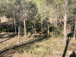 Tasques de neteja forestal a Olivella. Ajuntament d'Olivella