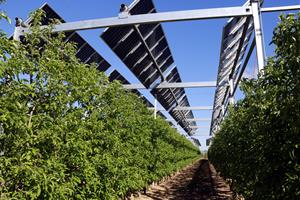Un projecte pilot de l'IRTA estudia combinar la producció d'energia solar amb l'agrícola en camps de fruiters. ACN
