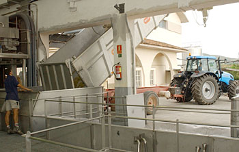 Els tractors comencen a transportar aquests dies els primers resultats de la verema a les comarques del Garraf i el Penedès. FdG/C. CASTRO
