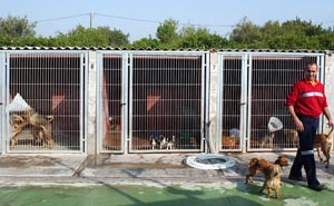 La gossera municipal no sacrificara més animals. fdg/carles castro