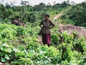 Imatge d'uns cultius a Nicaragua