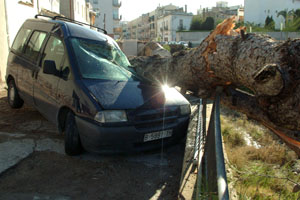 La força del vent va arrencar aquest arbre de grans dimensions. fdg/carles castro