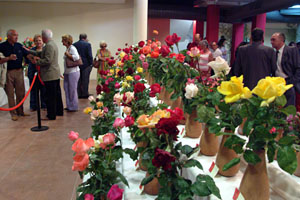 Roses de totes formes i colors es van poder veure a la Sala Multiusos de Cubelles. fdg/carles castro