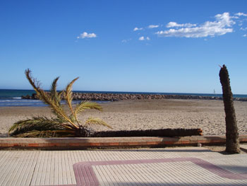 Palmera trencada al passeig Maritim de Cubelles a causa de la forta ventada d'aquest cap de setmana. fdg/ c. castro