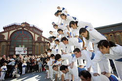 els falcons en acció