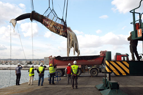 Els operaris treien la balena del port de Vilanova. fdg/rita lamsdorff