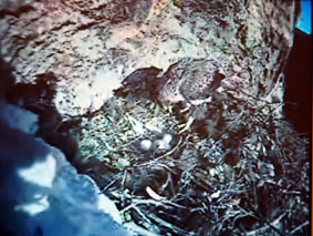 Moment del naixement del primer pollet, a través de la webcam.