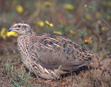 VD. Guatlla