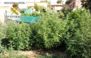 Guàrdia Civil. Decomissen 145 quilos de marihuana a Vilanova